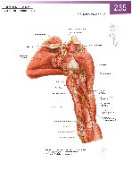 Sobotta Atlas of Human Anatomy  Head,Neck,Upper Limb Volume1 2006, page 242